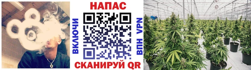 наркотики  Алексин  кракен ТОР  Шишки марихуана White Widow 